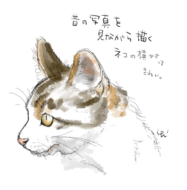 ネコのイラスト